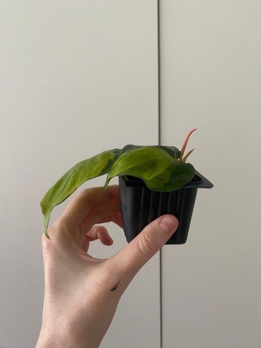 Бразил бразил лиана