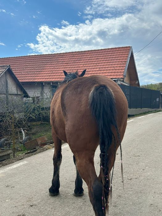 Schimb manza de 2 ani si armasar de doi ani