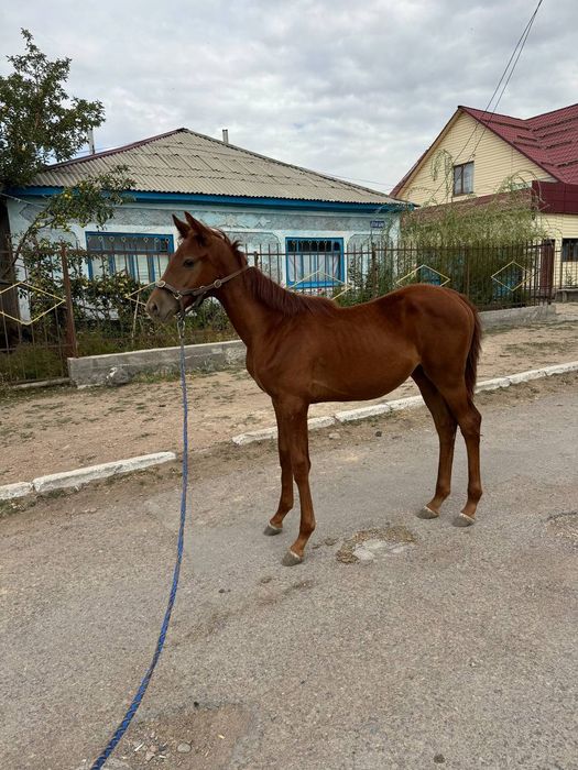 Продам чистакровный тай
