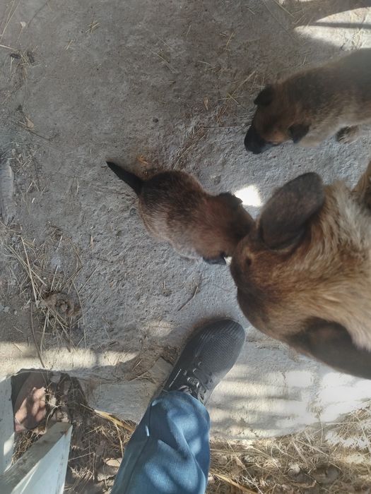 Щенки на продажу