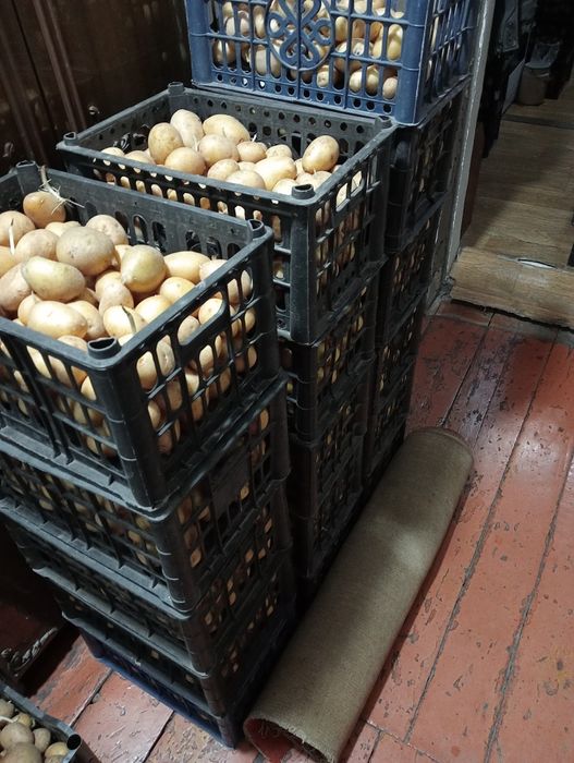 Продам картофель