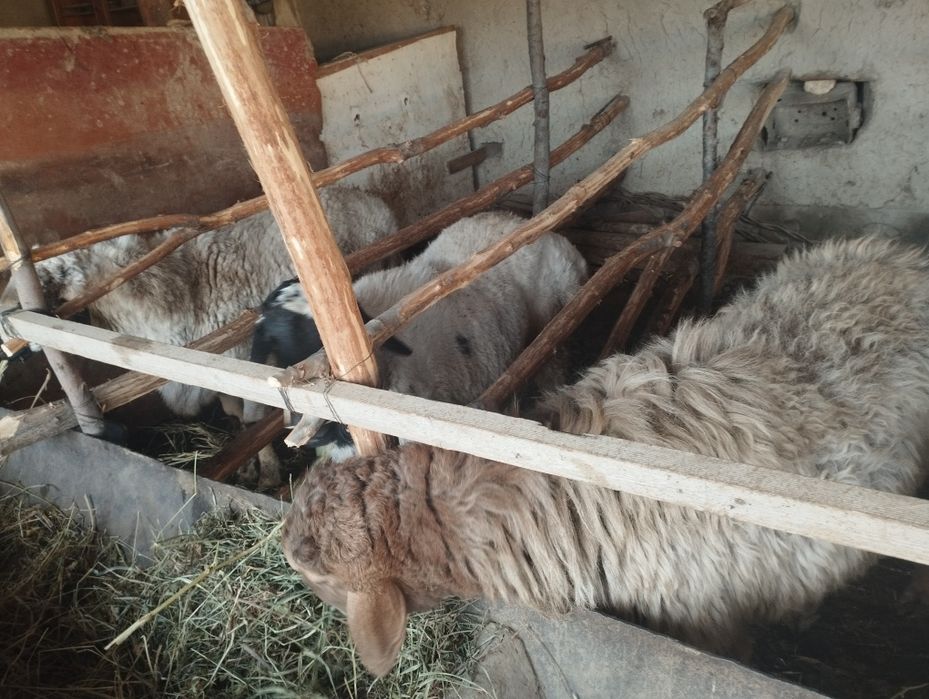 Qoʻchqorlar sotiladi manzil Kogon tuman