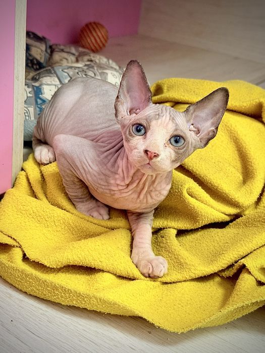 Pui sphinx foarte iubitori si jucausi