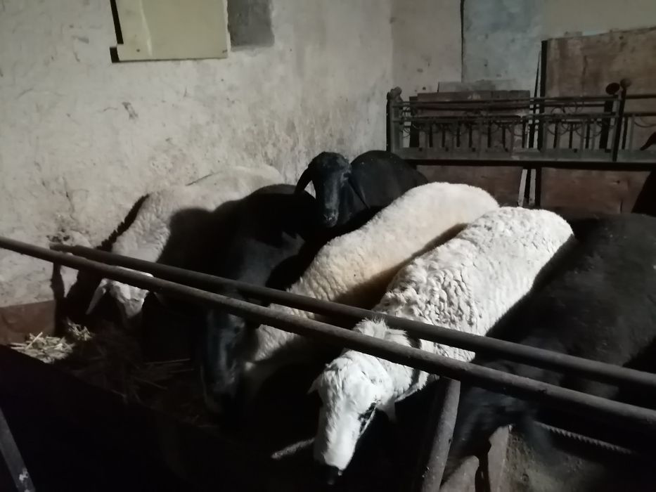Qurbonlikka qo'ylar bor