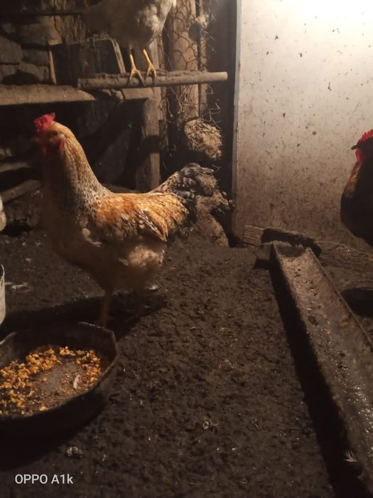 Продам молодых петушков