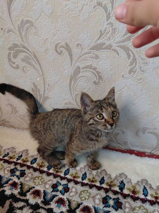 Отдаём бесплатно