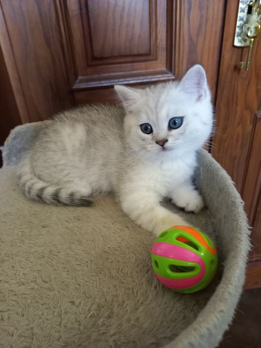 Котята, британская шиншила, чистокровные