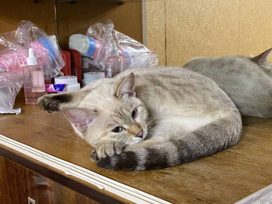 Отдам кошку.