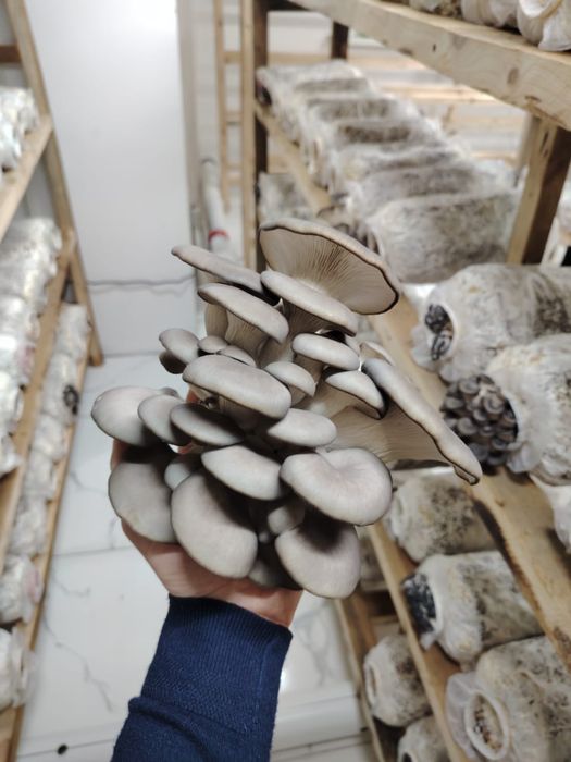 Экологически чистые грибы Вешенка