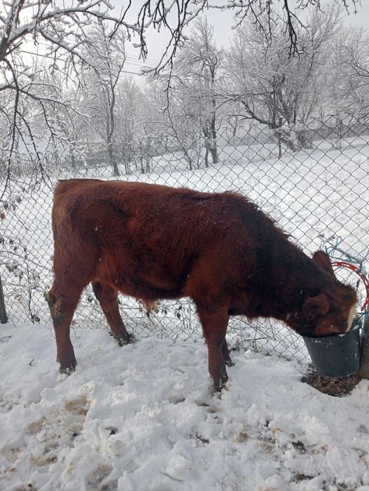 Rasa rosu angus , varsta 5 luni