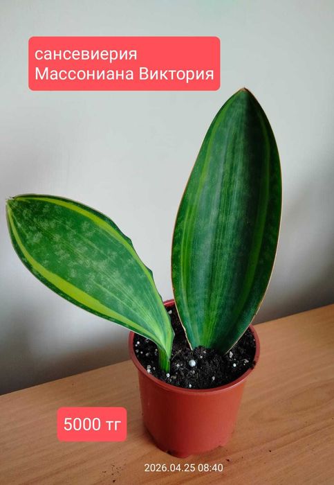 продам комнатные растения