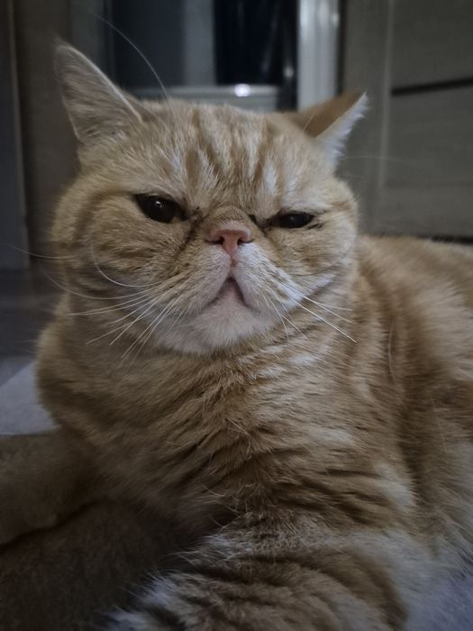Продается котик в добрые руки