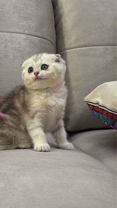 Скоттиш фолд и Скоттиш страйт