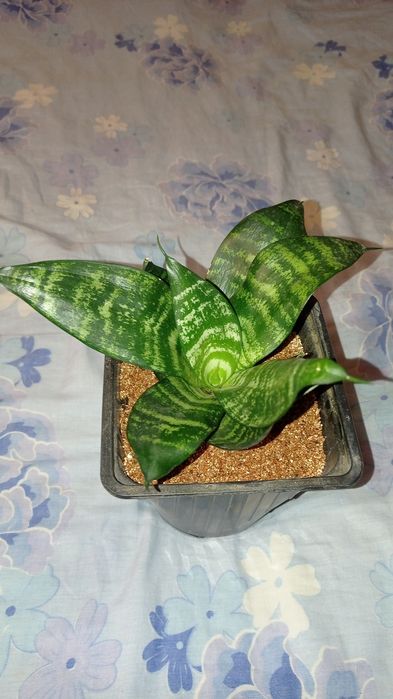 Продам комнатные растения