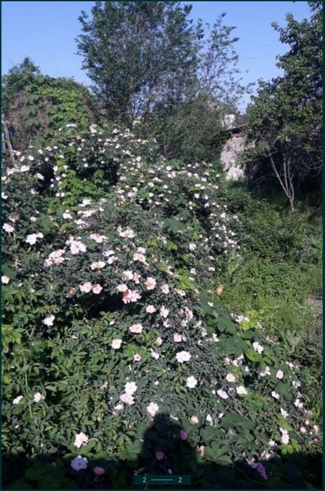 Шиповник сформированный, всего 2 куста.