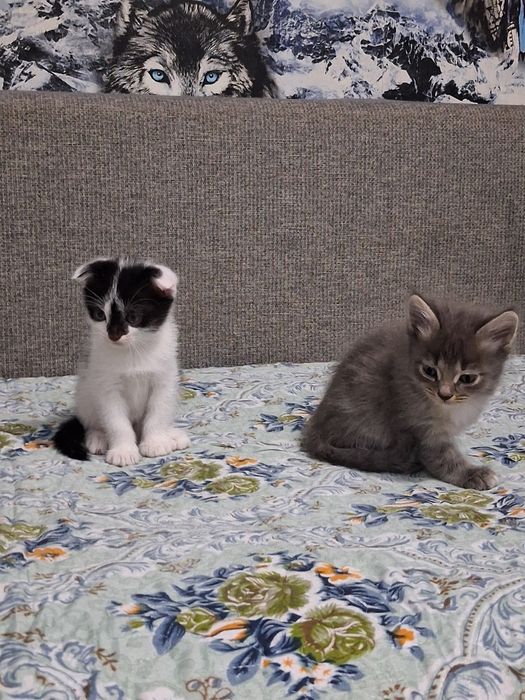 Отдам котят добрые руки