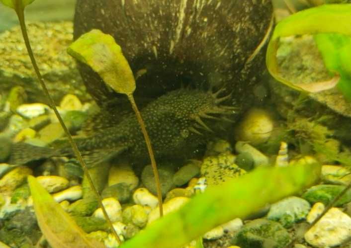 Анциструс взрослые самцы