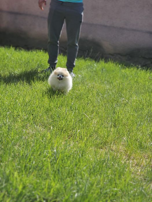 Pomeranian femelă