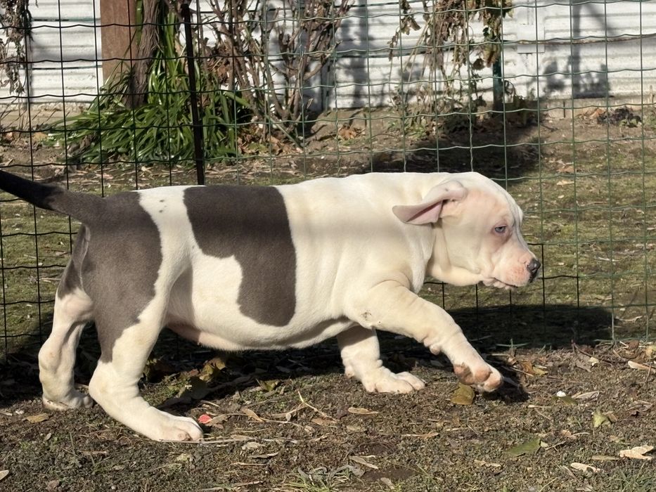 Американско Були Хл