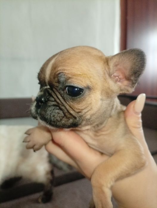 Французский бульдог.