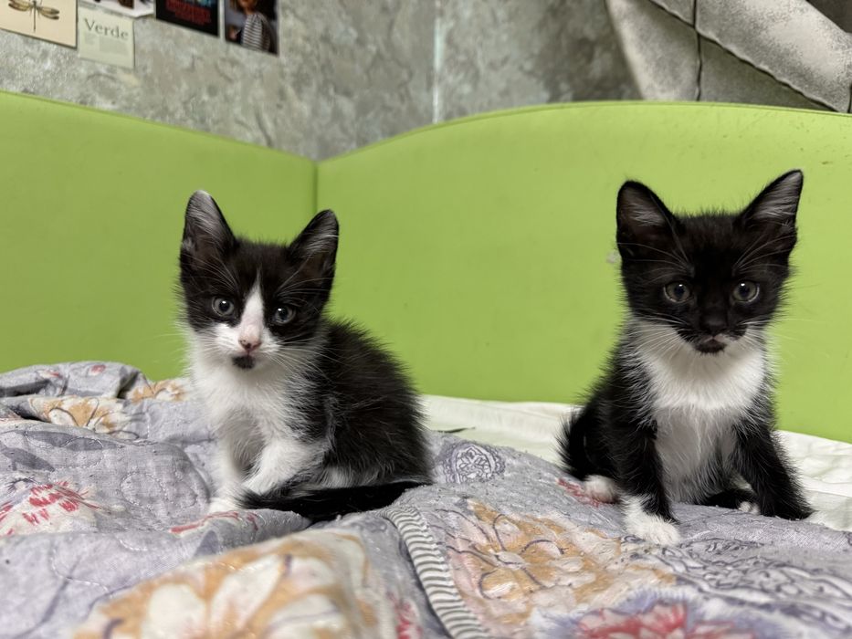 Отдам котят в хорошие руки