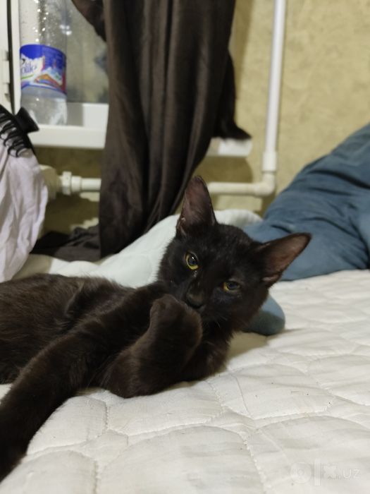Котенок Бесплатно в добрые руки