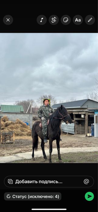 Ассалаумағалейкум) Айғыр сатылады