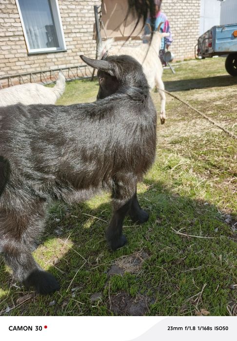 Продам козлика . Альпиеец цена 20000т