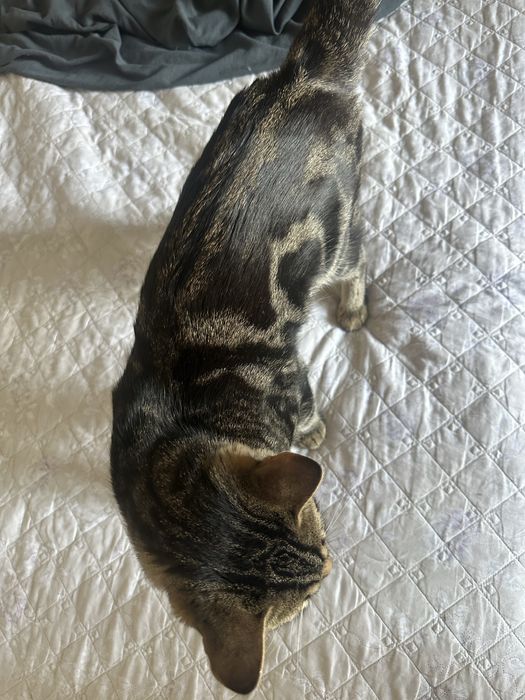Котенок 10 месяцев