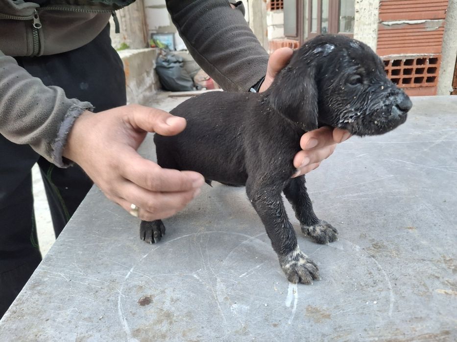 Дратхаар и Курцхаар