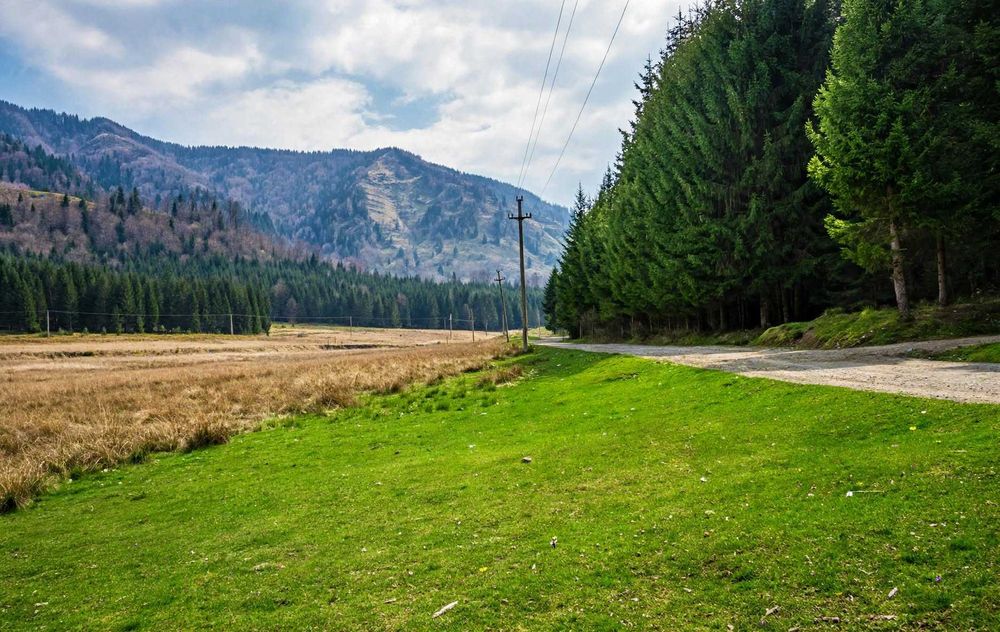 Teren 23.800 mp pădure Platou Molivișu, comuna Arefu, jud. Argeș