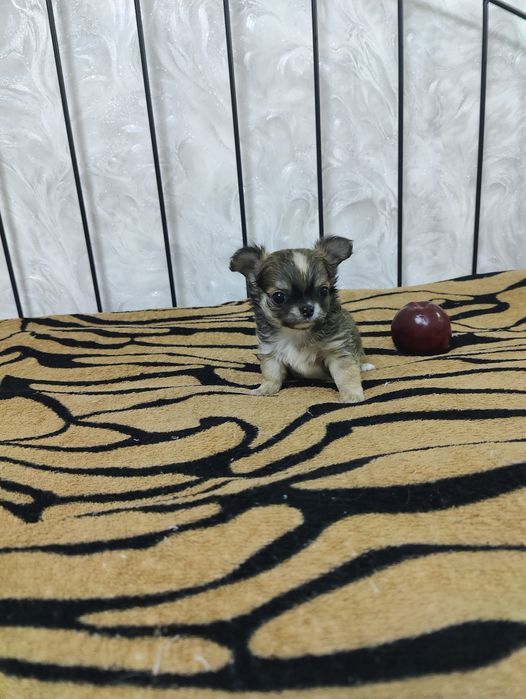 Продаётся миниатюрный мальчик чихуахуа