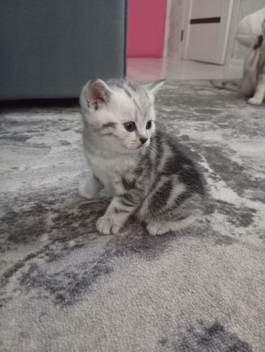 Чистокровные котята,мальчики