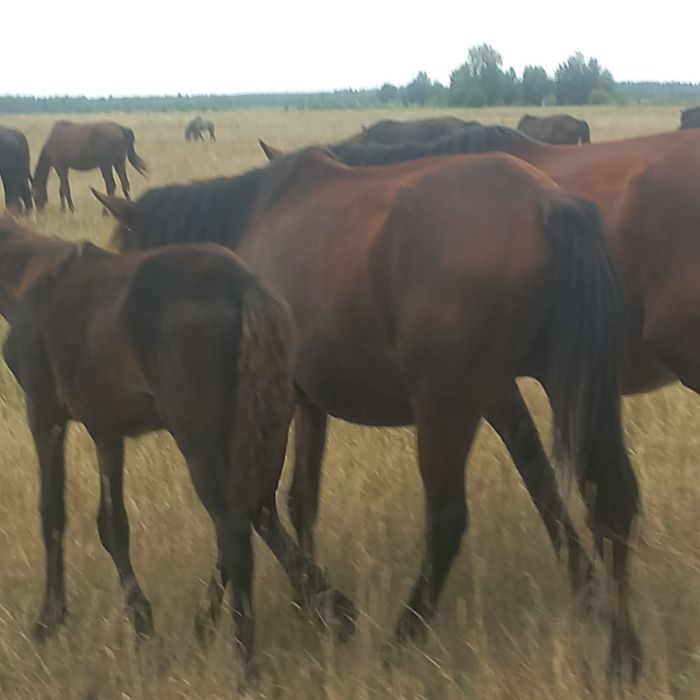 Продам лошадь с жеребенком