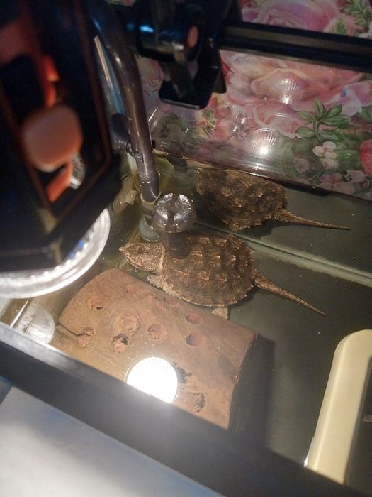 Грифовая черепаха