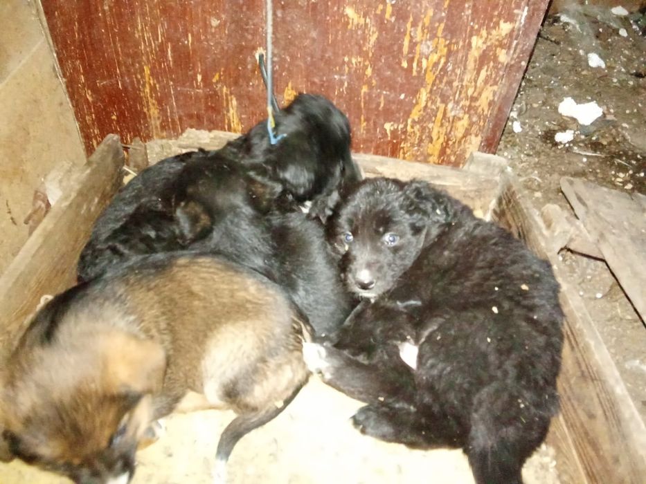 Милые щенята, звоночки,мальчики.