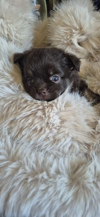 Chihuahua ciocolatiu cu acte