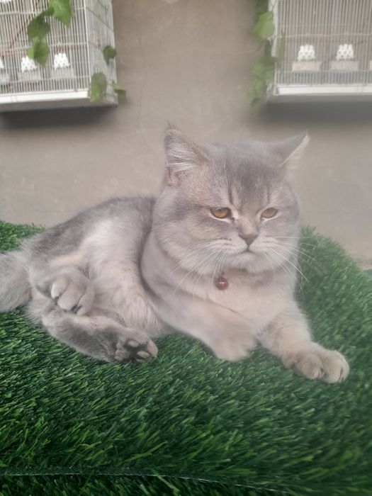 Сотилади мушук огилбола