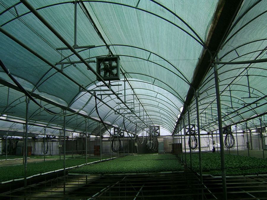 Plasa Umbrire Plante: Solarii/Sere și Gradini  2x50m= 210 lei,Tratata UV
