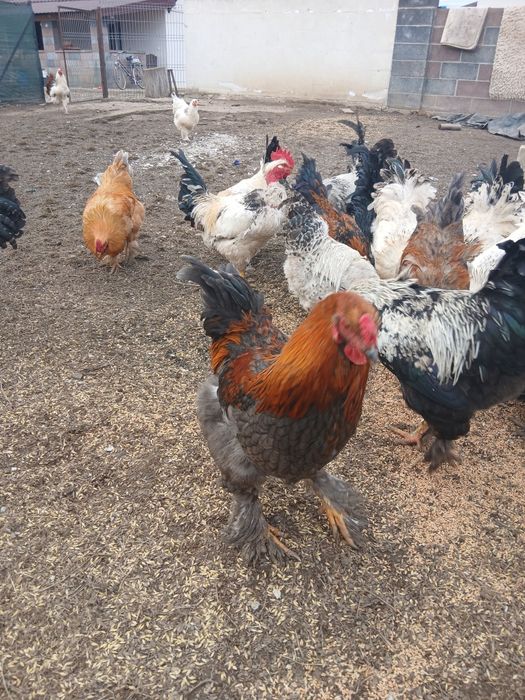 Vând cocoși de casă