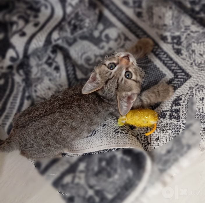 Котёнок-мальчик/2 месяца/спокойный.