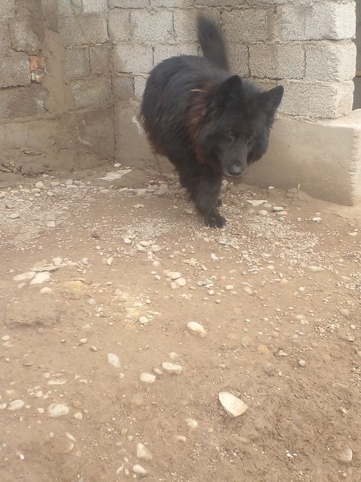 Yosh va aqilli kuchuk