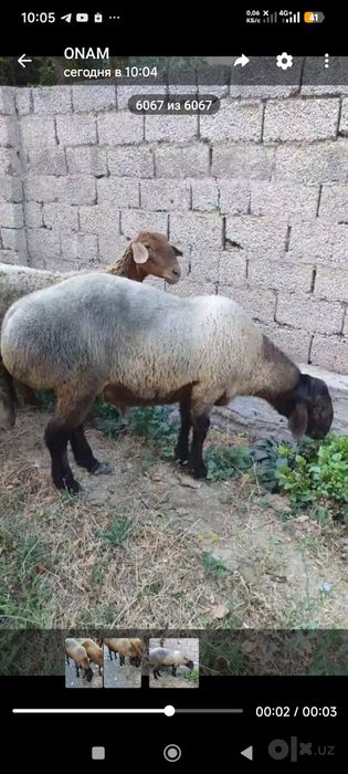 Қўчқор
1,5 yosh .
Qoʻchqor
Egizak tuğilgan
Nasilga os