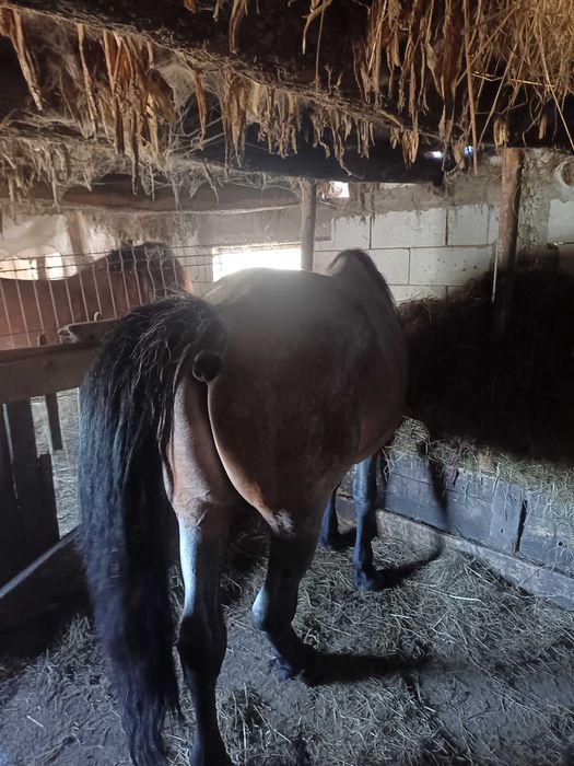 Vând armăsar 4 ani garantat la căruță la orice...