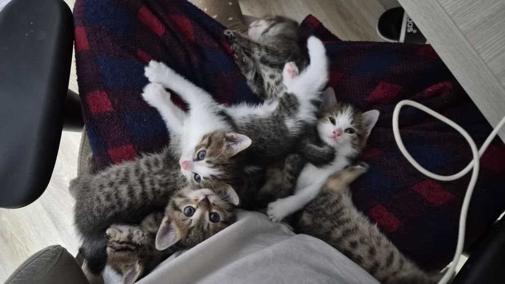 Котята в хорошие руки