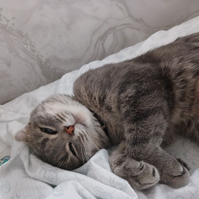 Кошечку отдам бесплатно