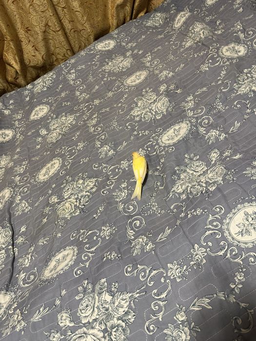 Продам кенора