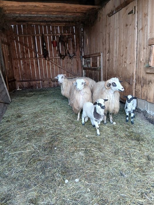 Vând trei oi cu miei