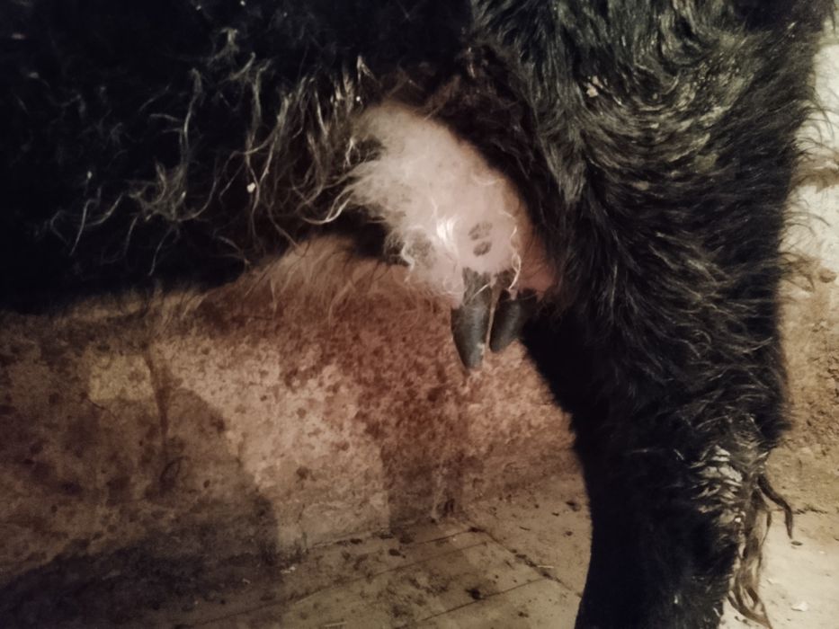 Бузаулы сиыр сатылады