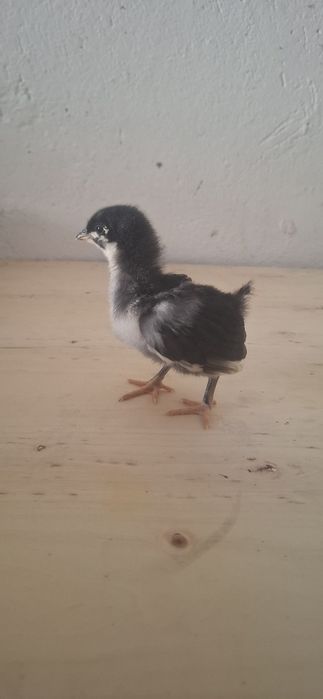 Pui Australorp și Plymouth